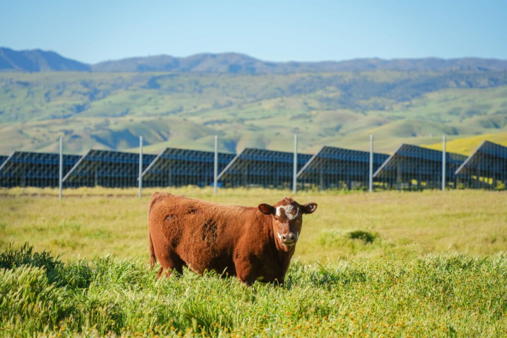 California Flats Solar-plus-Storage Cow