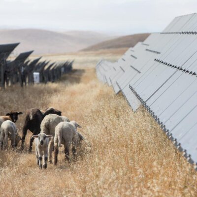 California-Flats-Solar-plus-Storage-Project-Sheep-Grazing-1