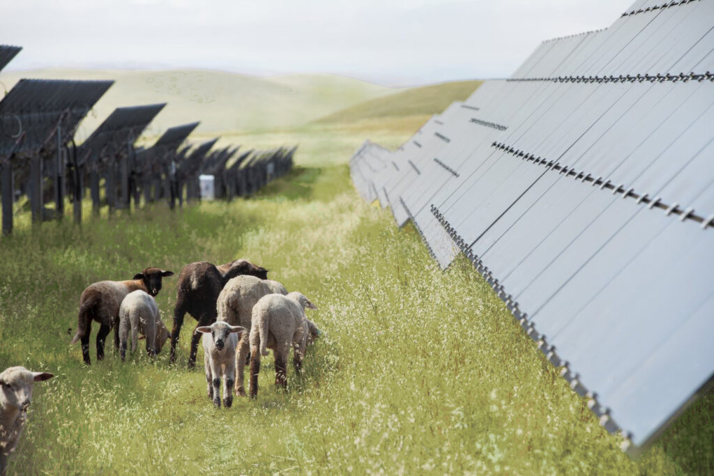 California Flats Solar-plus-Storage Sheep Grazing