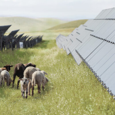 California-Flats-Solar-plus-Storage-Project-Sheep-Grazing