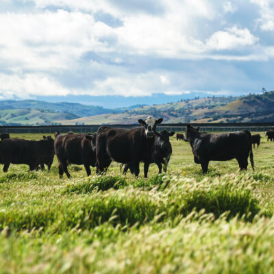 California_Flats_Solar-plus-Storage-Cows