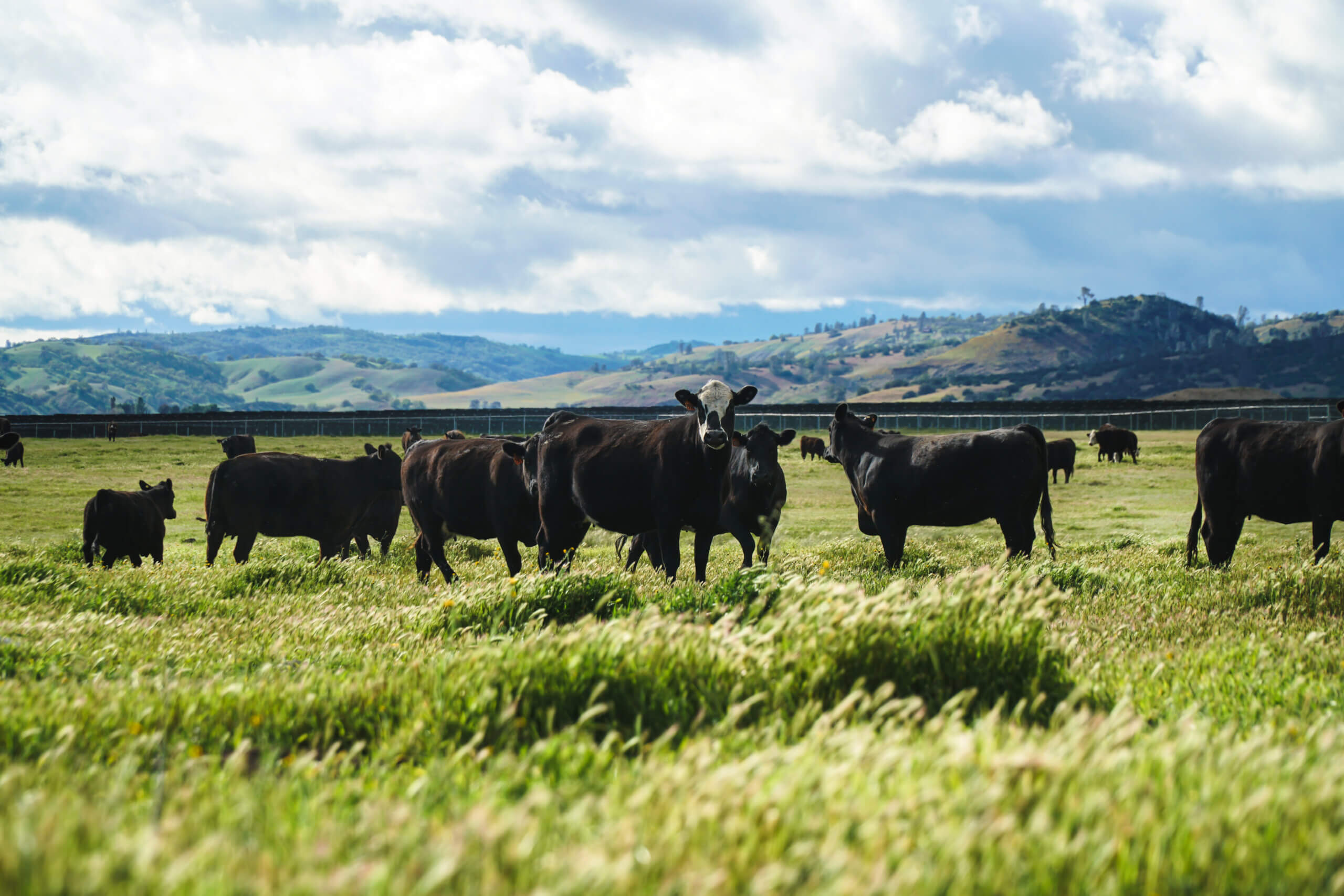 California Flats Solar-plus-Storage Project Cows