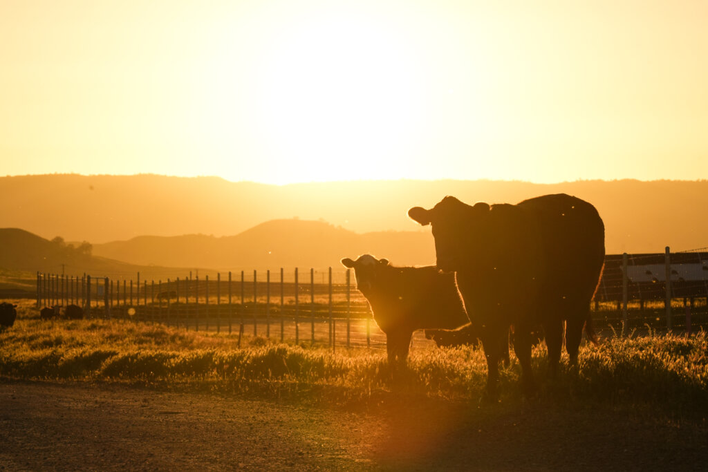 California Flats Solar-plus-Storage Cows
