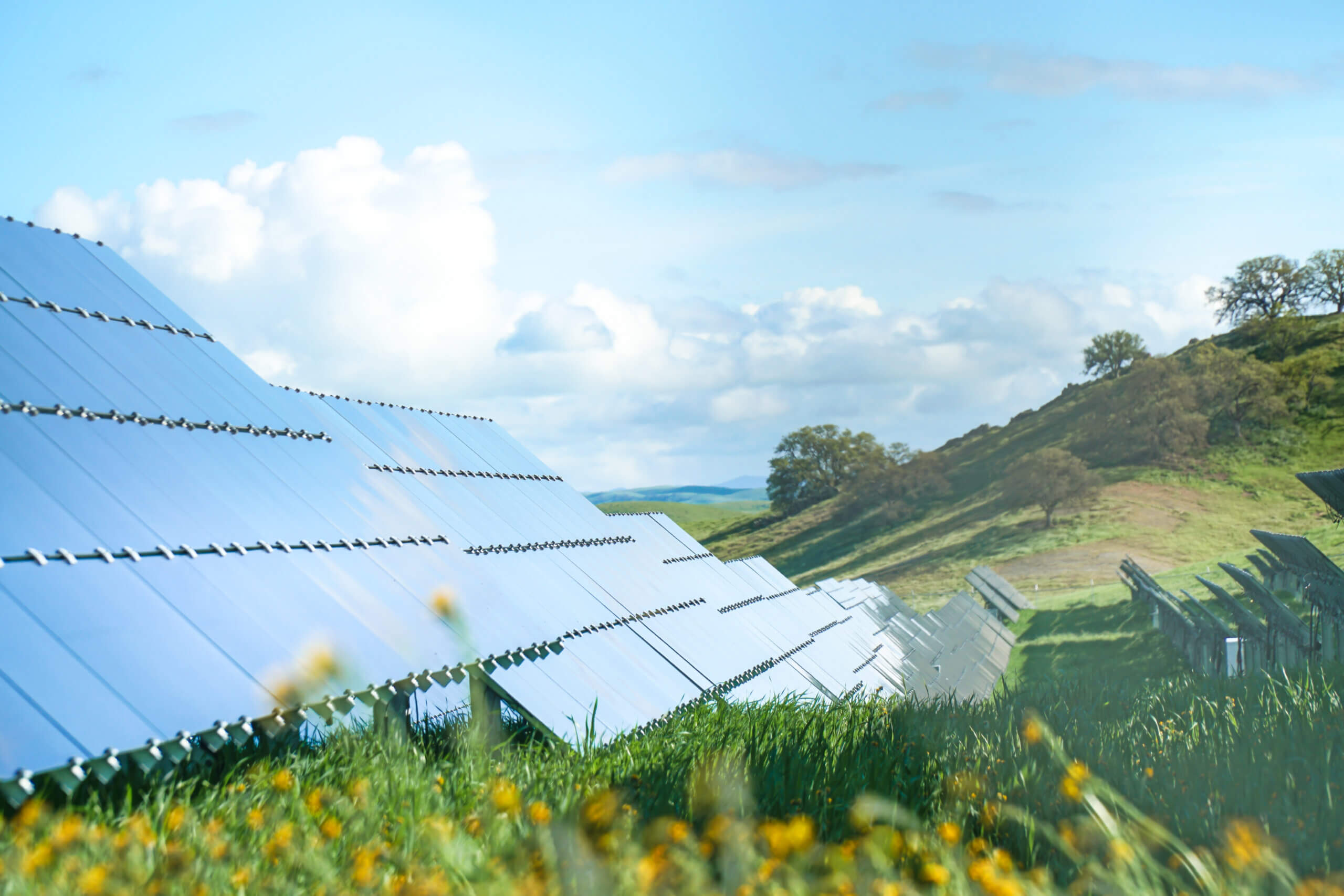 California Flats Solar-plus-Storage Project Panels With Flowers