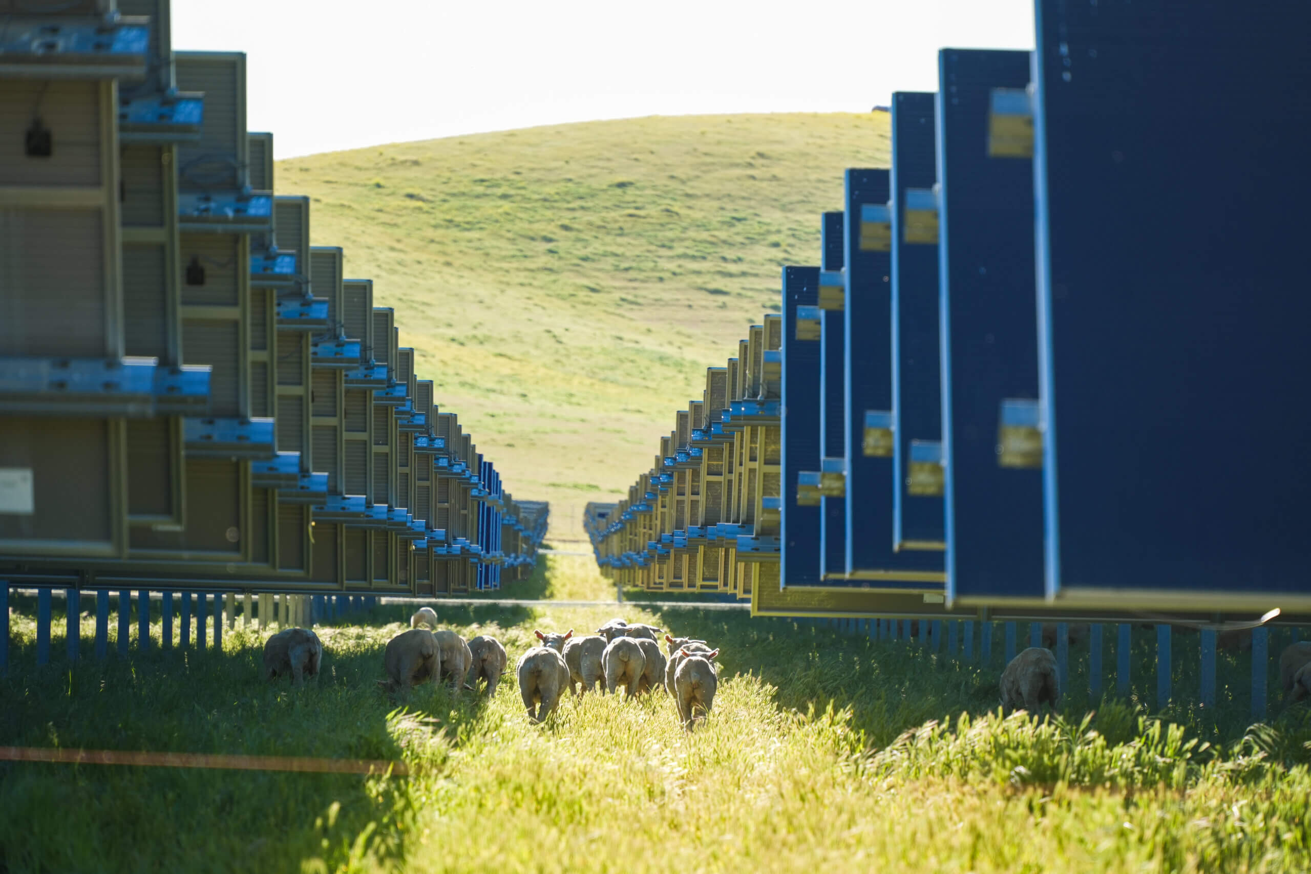 California Flats Solar-plus-Storage Project Sheep