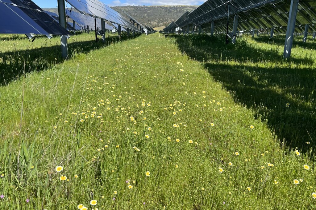 California Flats Solar-plus-Storage Flowers