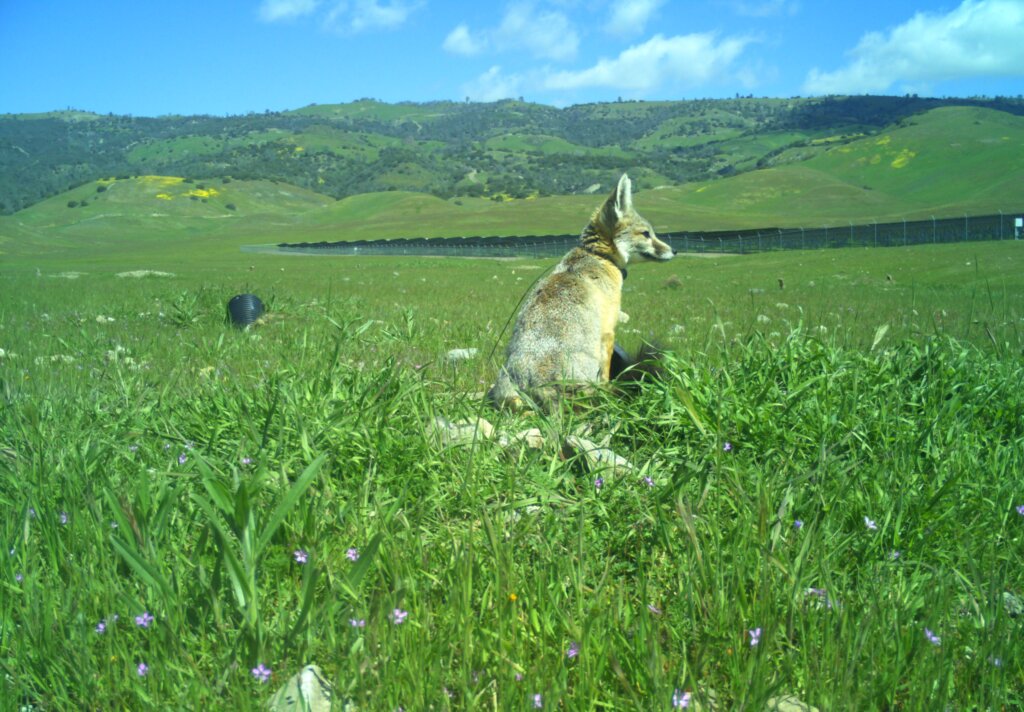 California Flats Solar-plus-Storage Kit Fox
