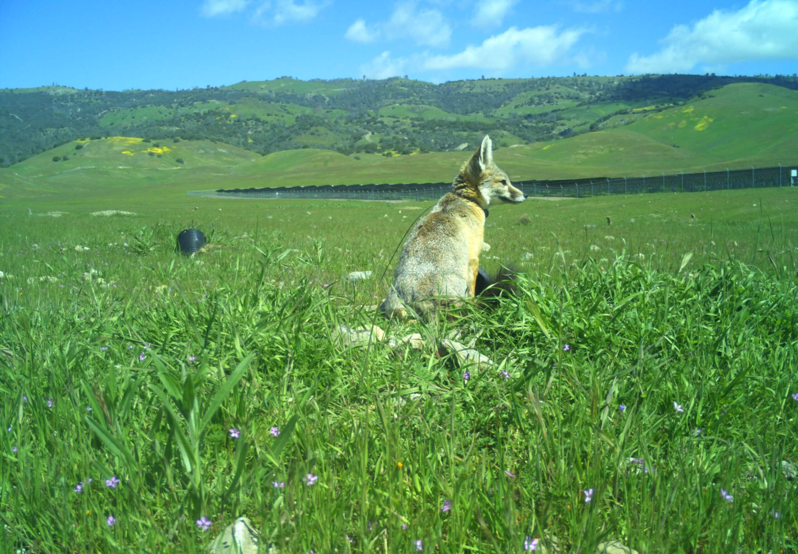 California Flats Solar-plus-Storage Kit Fox