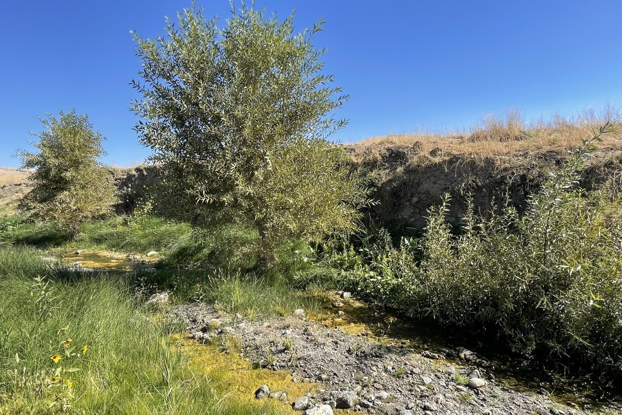 California Flats Solar-plus-Storage Red Willows