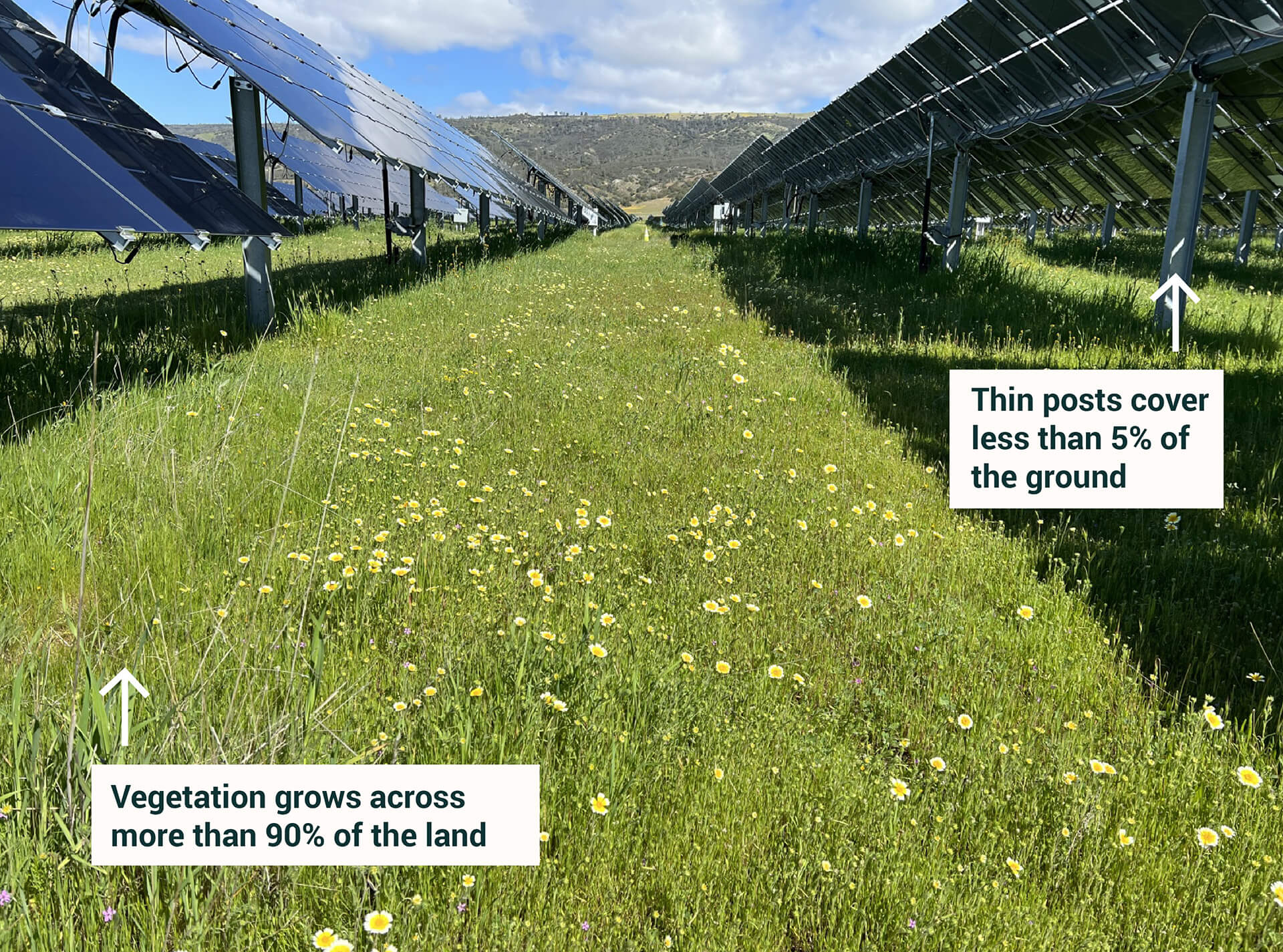 Solar land vegetation under the panels