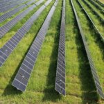 Solar panels and vegetation
