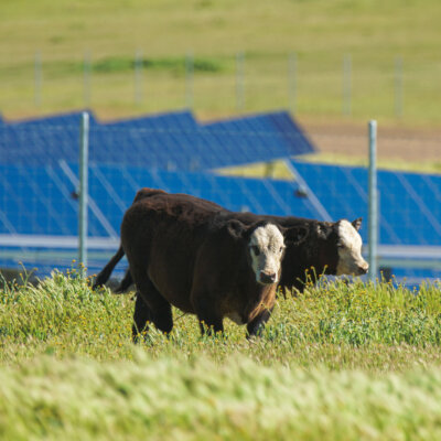 California Flats Solar-plus-Storage Project Cows