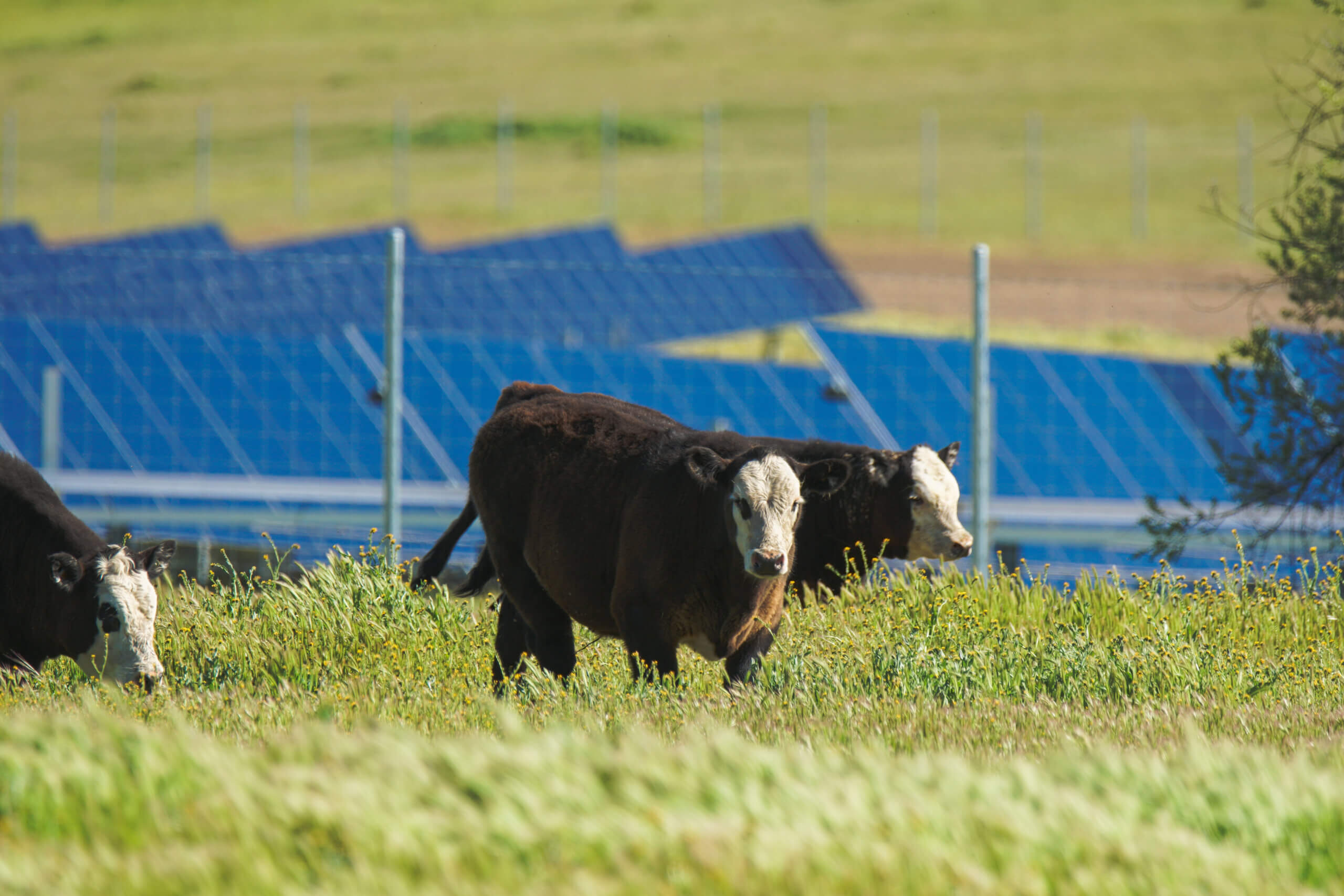 California Flats Solar-plus-Storage Project Cows
